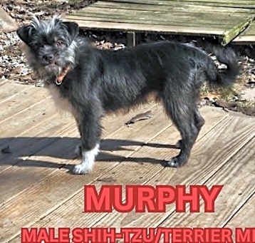 Photo of Murphy