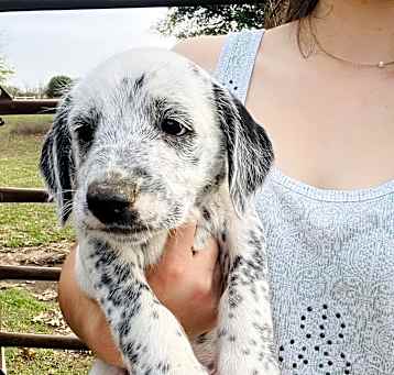 Photo of Daisy