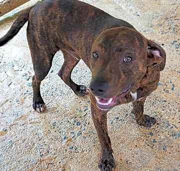 Photo of Koa