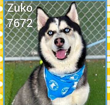 Photo of ZUKO