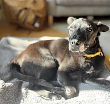 Photo of PEE-WEE