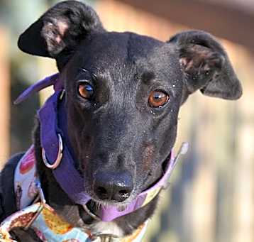 Photo of Piper