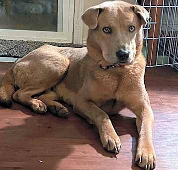 Photo of Honey