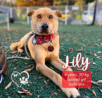 Photo of Lily