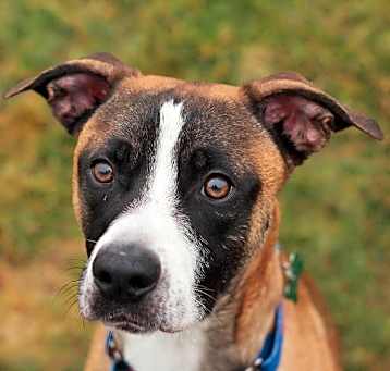 Photo of Harvey