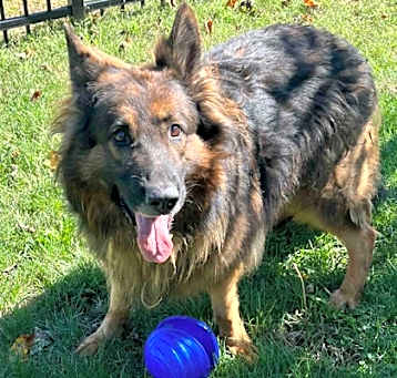 Photo of Bear
