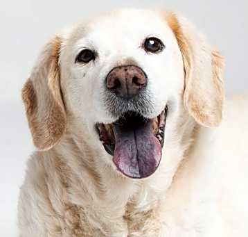 Photo of Sadie - F
