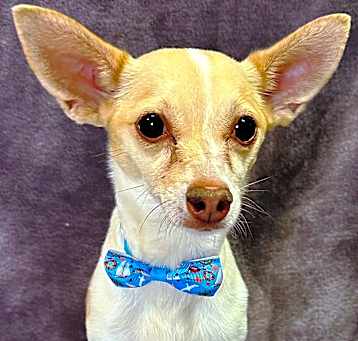 Photo of Scooby