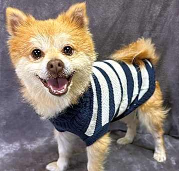 Photo of Simba