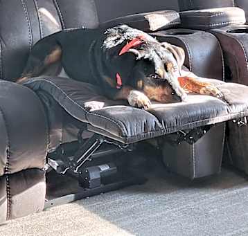 Photo of Dexter