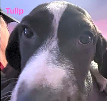 Photo of Tulip