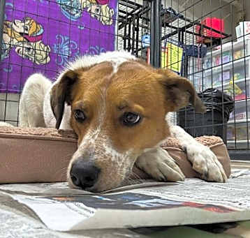 Photo of Kensi - Reduced Fee