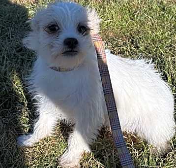 Photo of Nitro