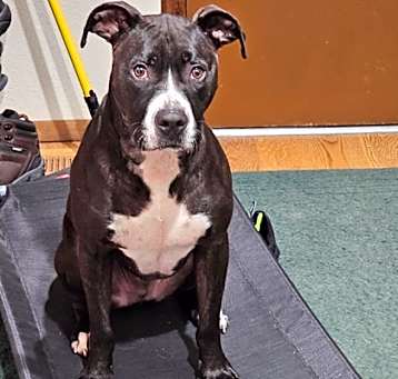Photo of Wiggles (Was Roadie) 770592
