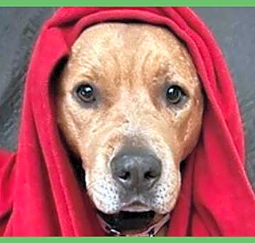 Photo of Brandy