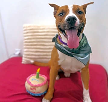 Photo of Rocky Rules the Perfect Happy Pup