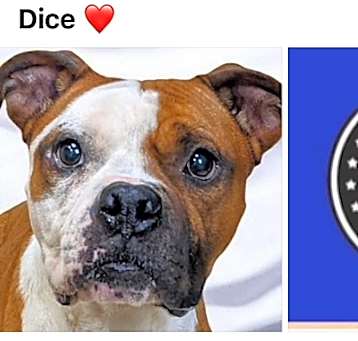 Photo of DICE