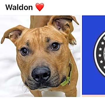 Photo of WALDON