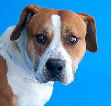 Photo of BOOMER