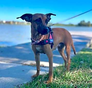 Photo of C58-24 Daisy