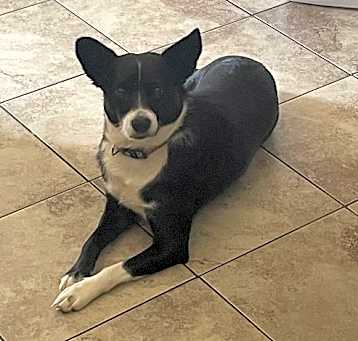 Photo of Brie (a courtesy listing in Olive Branch, MS)