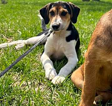 Photo of Frida (New Mexico Litter)