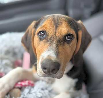 Photo of Nova (New Mexico Litter)