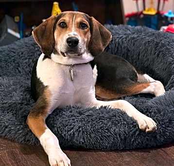 Photo of Kahlo (New Mexico Litter)