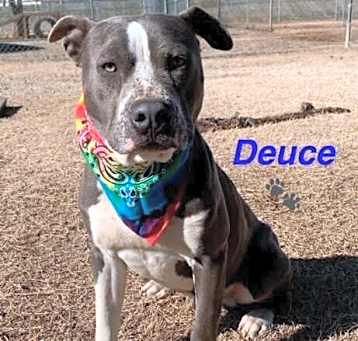 Photo of Deuce