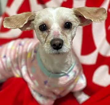 Photo of Laverne / Shirley