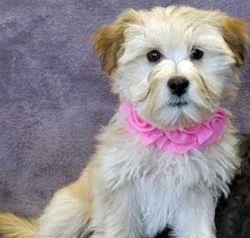 Photo of Emmy