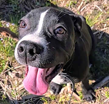 Photo of Remi