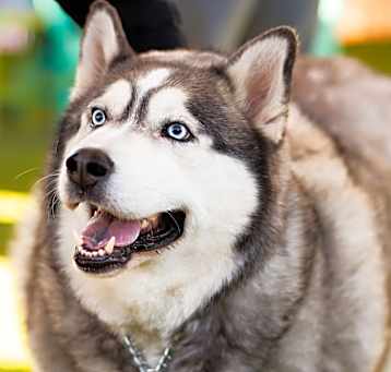 Photo of HIRO