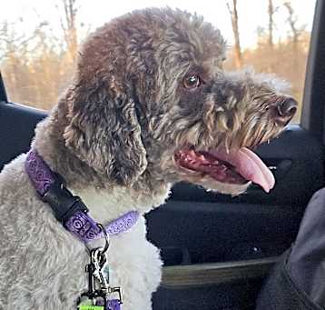 Photo of Pippa