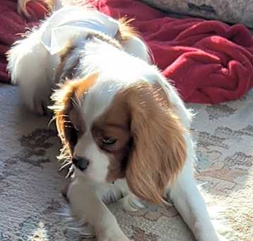 Photo of Tucker. ADOPTED