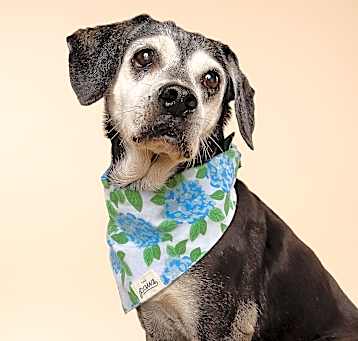 Photo of Molly
