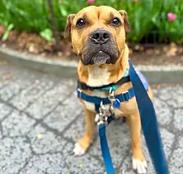 Photo of Nala