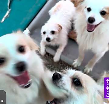 Photo of Maltese X pups