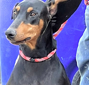 Photo of Molly