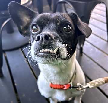 Photo of Frankie