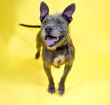 Photo of Bella