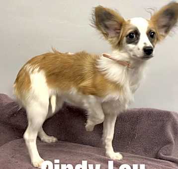 Photo of Cindy Lou
