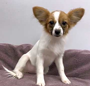 Photo of zuzu