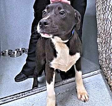 Photo of Scout