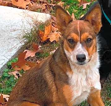 Photo of Nala