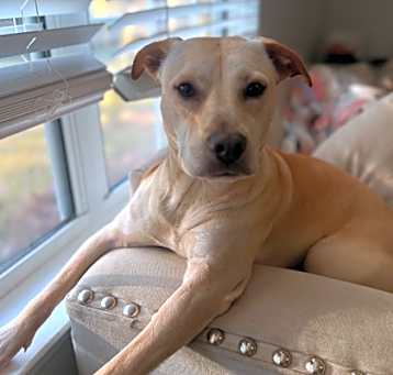 Photo of 82217a Mellie - Adoption Ambas