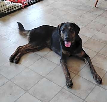 Photo of Chase *Courtesy Listing*