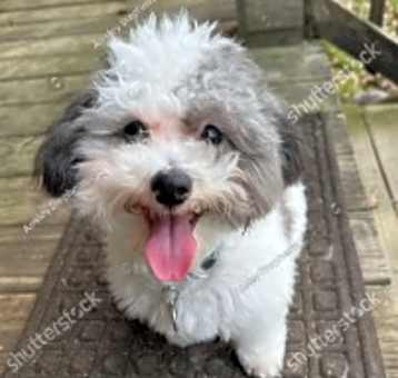 Photo of Benji