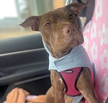 Photo of Velvet