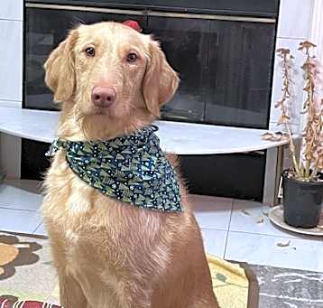 Photo of Goldie